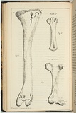 Title: b'not titled [three bones].' | Date: 1846 | Technique: b'lithograph, printed in black ink, from one stone'