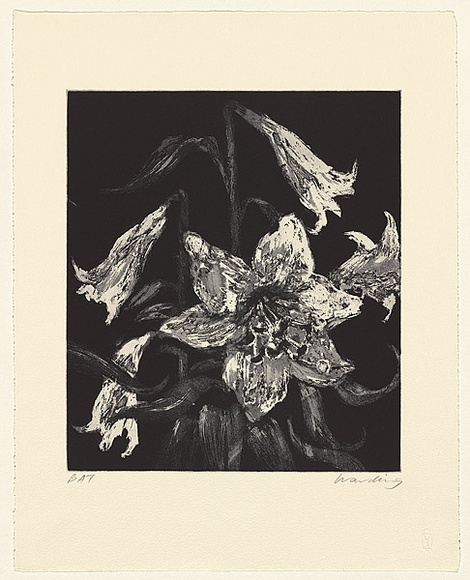 Artist: b'Harding, Nicholas.' | Title: b'not titled [lily with four buds]' | Date: 2004 | Technique: b'aquatint and sugar-lift, printed in black ink, from one plate'