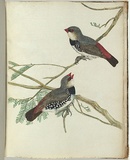 Artist: Lewin, J.W. | Title: Spotted grossbeak. | Date: January 1805 | Technique: etching, printed in black ink, from one copper plate; hand-coloured