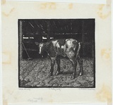 Artist: b'Waller, M. Napier.' | Title: b'The poddy calf' | Date: c.1925 | Technique: b'linocut, printed in black ink, from one block'