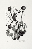 Artist: b'Miller, Max.' | Title: b'Flowers (tulips), seed boxes (poppies) grasses' | Date: 1971 | Technique: b'wood-engraving, printed in black ink, from one block'