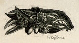 Artist: b'OGILVIE, Helen' | Title: b'not titled [Acorns, gum blossoms and leaves - a wood engraving used for an illustration on Page 87 of Flinders Lane]' | Date: (1947) | Technique: b'wood-engraving, printed in black ink, from one block'