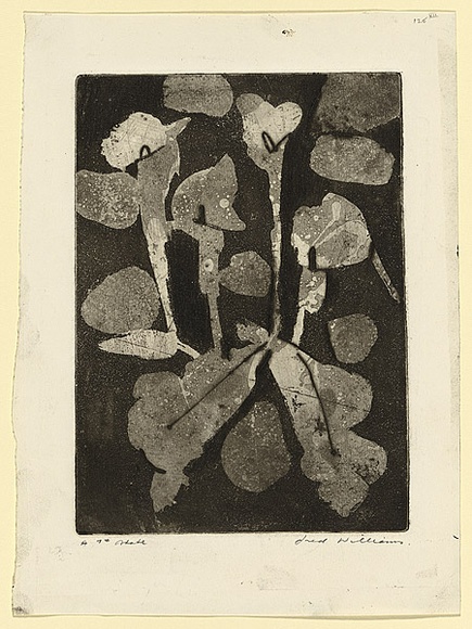 Artist: b'WILLIAMS, Fred' | Title: b'Lilies' | Date: 1962 | Technique: b'etching, aquatint, engraving, drypoint' | Copyright: b'\xc2\xa9 Fred Williams Estate'