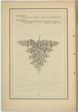 Title: b'not titled [asplenium flabellifolium].' | Date: 1861 | Technique: b'woodengraving, printed in black ink, from one block'