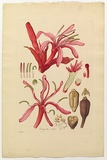 Artist: Bauer, Ferdinand. | Title: Gymea lily (parts ii). | Date: 1806-13 | Technique: engraving, printed in colour, from one plate; hand-coloured; letterpress