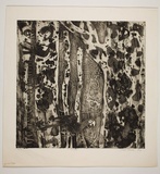 Artist: b'Haxton, Elaine' | Title: b'Maculata' | Date: 1967 | Technique: b'open-bite etching and aquatint, printed in blue ink, from one plate'