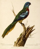 Artist: STONE, Miss. | Title: Psittacus Splendidus. The Splendid Parrot | Date: 1790 | Technique: engraving, printed in black ink, from one copper plate; hand-coloured
