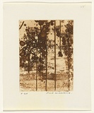 Artist: b'WILLIAMS, Fred' | Title: b'Landscape panel. Number 5' | Date: 1962 | Technique: b'aquatint, drypoint, engraving, printed in sepia ink, from one copper plate' | Copyright: b'\xc2\xa9 Fred Williams Estate'