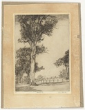 Artist: b'ROBERTSON, Bruce' | Title: b'Roadside trees' | Date: (1931) | Technique: b'etching, printed in black ink with plate-tone, from one plate'