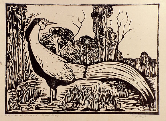 Artist: b'Taylor, John H.' | Title: b'The worried pheasant' | Date: 1967 | Technique: b'linocut, printed in black ink, from one block'