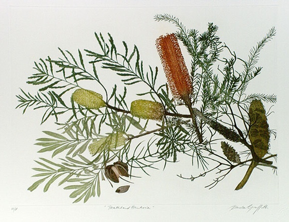 Artist: b'GRIFFITH, Pamela' | Title: b'Heathland Banksia' | Date: 1989 | Technique: b'hard ground, aquatint, burnishing, hand tinting' | Copyright: b'\xc2\xa9 Pamela Griffith'