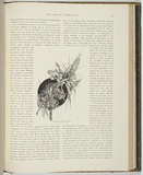 Title: Tasmanian wild flowers | Date: 1886 | Technique: woodengravings, printed in black ink, from one block; letterpress text