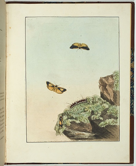 Artist: b'Lewin, J.W.' | Title: b'Lithosa replana' | Date: 12 May 1803 | Technique: b'etching, printed in black ink, from one copper plate; hand-coloured'