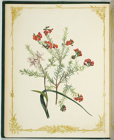 Artist: b'De Mole, Fanny.' | Title: b'Ericifolia and umbellata.' | Date: 1861 | Technique: b'lithograph, printed in black ink, from one stone; hand-coloured'