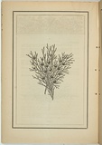 Title: b'not titled [exocarpus cupressiformis].' | Date: 1861 | Technique: b'woodengraving, printed in black ink, from one block'