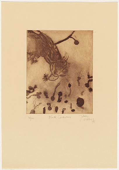 Artist: OLSEN, John | Title: Black cockatoo | Date: 1978 | Technique: etching and aquatint, printed in brown ink with plate-tone, from one plate | Copyright: © John Olsen. Licensed by VISCOPY, Australia