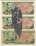 Artist: HALL, Fiona | Title: Swietenia mahogani - Mahogany (Costa Rican currency) | Date: 2000 - 2002 | Technique: gouache | Copyright: © Fiona Hall