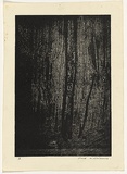 Artist: b'WILLIAMS, Fred' | Title: b'In the forest, Mittagong' | Date: 1958 | Technique: b'etching, printed in black ink, from one plate' | Copyright: b'\xc2\xa9 Fred Williams Estate'
