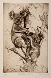 Artist: LONG, Sydney | Title: Australian koalas | Date: 1928, after | Technique: etching, printed in brown ink with plate-tone, from one plate | Copyright: Reproduced with the kind permission of the Ophthalmic Research Institute of Australia