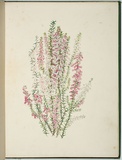 Artist: Charsley, Fanny Anne. | Title: Epacris impressa [native heath]. | Date: 1867 | Technique: lithograph, printed in black ink, from one stone; handcoloured