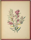 Artist: b'WALKER, Annie' | Title: b'Eriostemon silicifolius.' | Date: 1887 | Technique: b'lithograph, printed in black ink, from one stone; hand-coloured'