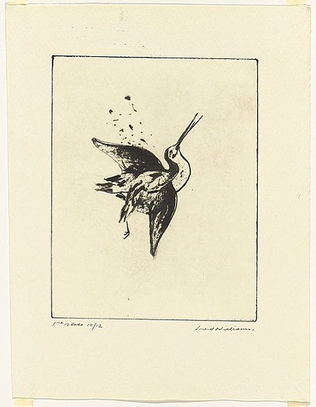 Artist: b'WILLIAMS, Fred' | Title: b'Shot snipe' | Date: 1974 | Technique: b'electric hand engraving, engraving and flat biting' | Copyright: b'\xc2\xa9 Fred Williams Estate'