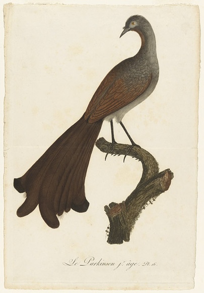 Artist: b'Langlois, Jean-Charles' | Title: b'Le Parkinson jeune age. [A young lyrebird].' | Date: 1802 | Technique: b'engraving, printed in colour'