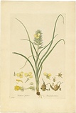 Artist: Bauer, Ferdinand. | Title: Cartonema spicatum. | Date: 1806-13 | Technique: engraving, printed in colour, from one plate; hand-coloured; letterpress