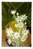 Artist: letcher, William. | Title: Flannel flowers. | Date: 1978 | Technique: screenprint, printed in colour, from multiple stencils | Copyright: With the permission of The William Fletcher Trust which provides assistance to young artists.