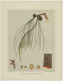 Artist: b'Fiveash, Rosa' | Title: b'Casurina quadrivalvis (female plant).' | Date: 1882 | Technique: b'lithograph, printed in colour, from multiple stones'