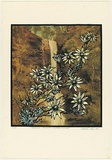 Title: Actinotos helianthi - flannel flowers | Date: 1990 | Technique: screenprint, printed in colour, from multiple stencils