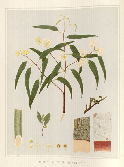 Artist: b'Fiveash, Rosa' | Title: b'Eucalyptus rostrata.' | Date: 1890 | Technique: b'lithograph, printed in colour, from multiple stones [or plates]'