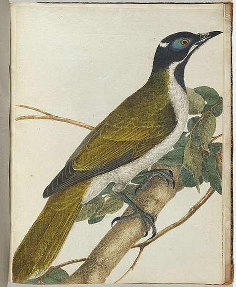 Artist: b'Lewin, J.W.' | Title: b'Blue face honeysucker.' | Date: 27 February 1805 | Technique: b'etching, printed in black ink, from one copper plate; hand-coloured'