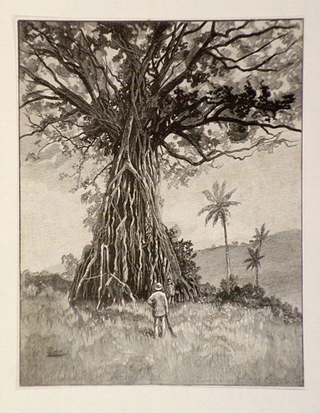 Artist: b'Schell, Frederick B.' | Title: b'Bacha tree' | Date: 1886-88 | Technique: b'wood-engraving, printed in black ink, from one block'