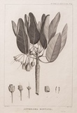 Title: b'Antholoma montana' | Date: 1800 | Technique: b'engraving, printed in black ink, from one copper plate'