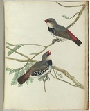 Artist: b'Lewin, J.W.' | Title: b'Spotted grossbeak.' | Date: January 1805 | Technique: b'etching, printed in black ink, from one copper plate; hand-coloured'