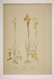 Title: Diuris. | Date: 1894 | Technique: lithoraph, printed in black ink, from one stone [or plate]; hand-coloured