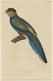 Title: La Perruche à tête pourpe, mâle.  [Parrot with crimson head, male.] | Date: 1833 | Technique: engraving, printed in black ink, from one copper plate; hand-coloured