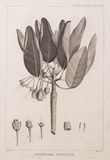 Title: Antholoma montana | Date: 1800 | Technique: engraving, printed in black ink, from one copper plate