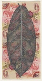 Artist: HALL, Fiona | Title: Ficus vogelii - West African rubber tree (Ghanaian currency) | Date: 2000 - 2002 | Technique: gouache | Copyright: © Fiona Hall