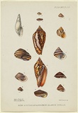 Artist: Scott, Helena. | Title: New Australian and Solomon Islands Shells. | Date: 1871 | Technique: lithograph, printed in colour, from multiple stones