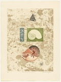 Artist: b'GRIFFITH, Pamela' | Title: b'Chambered Nautilus' | Date: 1986 | Technique: b'hard ground, aquatint, soft ground, marbelling on two zinc' | Copyright: b'\xc2\xa9 Pamela Griffith'