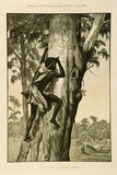 Artist: b'Mather, John.' | Title: b'Robbing a bee tree' | Date: 1887 | Technique: b'wood-engraving, printed in colour, from multiple blocks'