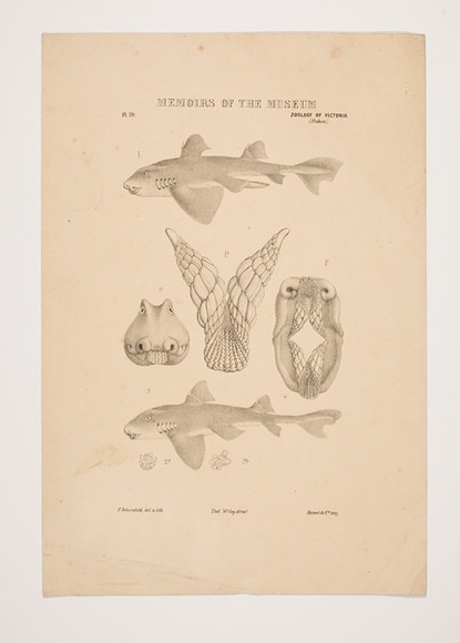 Artist: b'Schoenfeld, Frederick.' | Title: b'Memoirs of the museum, zoology of Victoria (Fishes)' | Technique: b'lithograph, printed in black ink, from one stone'