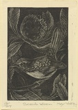 Artist: b'Voke, May.' | Title: b'Scrub wren' | Date: 1937 | Technique: b'wood-engraving'