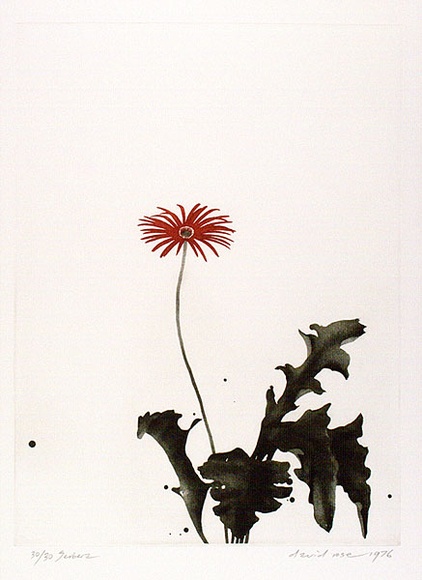 Artist: b'Rose, David.' | Title: b'Gerbera' | Date: 1976 | Technique: b'aquatint, printed in colour, from one plate'