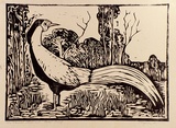 Artist: b'Taylor, John H.' | Title: b'The worried pheasant' | Date: 1967 | Technique: b'linocut, printed in black ink, from one block'