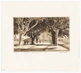 Artist: PLATT, Austin | Title: Grand drive, Centennial Park | Date: 1982 | Technique: etching, printed in black ink, from one plate