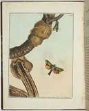 Artist: b'Lewin, J.W.' | Title: b'Hepialus ligniveren' | Date: 20/04/1803 | Technique: b'etching, printed in black ink, from one copper plate; hand-coloured'