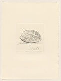 Title: b'Shell 1' | Date: 1981 | Technique: b'drypoint, printed in black ink, from one perspex plate'